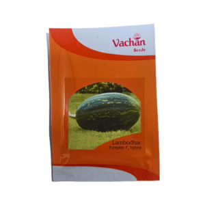 Vachan Lambodhar F1 Hybrid Pumpkin Seeds plant