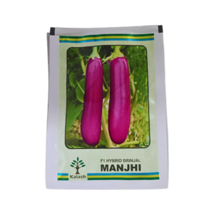 Kalash Manjhi F1 Hybrid Brinjal Organic Seeds Plant