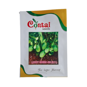 Contai Lucky Green 432 HI-YIELD Brinjal Vegetable seeds