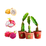 Buy Best Online Price Dragon Fruit Plant Combo Pack Of 3