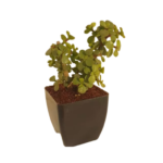 Buy Best Online Sell Price Live Plant Good Luck Jade