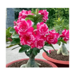 Buy Best Online Sell Price Adenium Hybrid Plant In Home