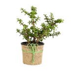 Beautiful Gud Luck Jade Plant With Jute Wreped Pot Indoor Plant