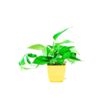 Buy Best Online Price Beautiful Green Money Plant With Yellow Pot