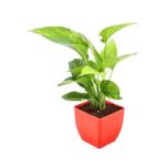 Buy Best Online Price Beautiful Green Money Plant With Red Plastic Pot