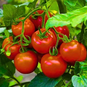 Agroseeds Best F1 Hybrid Tomato Seeds Organic Vegetable Seeds (129 Pis)