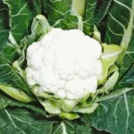 Monsoon Queen Sita 002 F1 Hybrid Cauliflower Organic Vegetable Seeds (129 Pis)