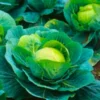 Agroseeds F1 Hybrid Cabbage Seeds Organic Vegetable Seeds (129 Pis)