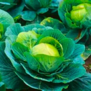 Agroseeds F1 Hybrid Cabbage Seeds Organic Vegetable Seeds (129 Pis)