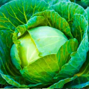 Arpita 002 F1 Hybrid Cabbage Seeds Organic Vegetable Seeds (129 Pis)