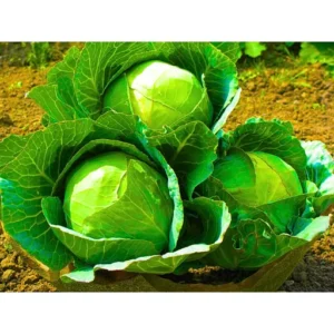 Agroseeds Sonali 210 F1 Hybrid Cabbage Seeds Organic Vegetable Seeds (129 Pis)