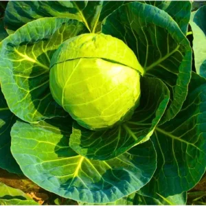 Agroseeds Nikita 99 F1 Hybrid Cabbage Seeds Organic Vegetable Seeds (129 Pis)