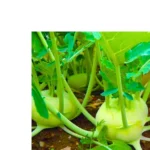 Agroseeds Nikita 008 F1 Hybrid kohlrabi Seeds Organic Vegetable Seeds (129 Pis)