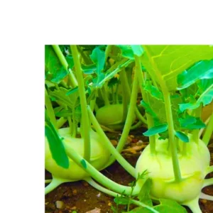 Agroseeds Nikita 008 F1 Hybrid kohlrabi Seeds Organic Vegetable Seeds (129 Pis)