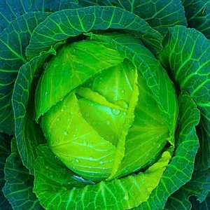 Agroseeds 007 F1 Hybrid Cabbage Seeds