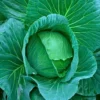 Anu 007 F1 Hybrid Cabbage Seeds (129 Pis)