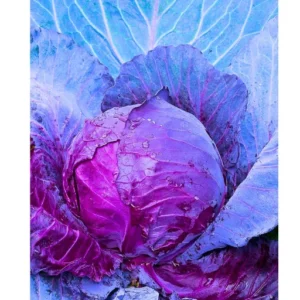 Rupa 207 F1 Hybrid Cabbage Seeds (129 Pis)