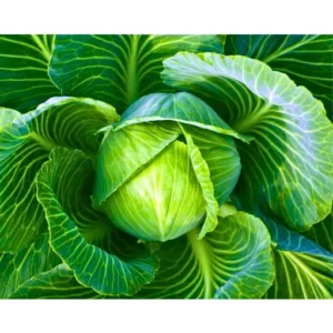 Abhi 175 F1 Hybrid Cabbage Seeds (129 Pis)