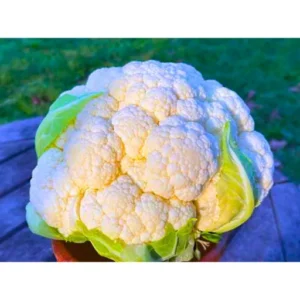 Nikita F1 Hybrid Cauliflower Seeds (129 Pis)