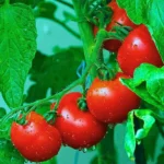 Beauty Queen F1 Hybrid Tomato Seeds (129 Pis)