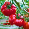 Twins F1 Hybrid Tomato Seeds (129 Pis)