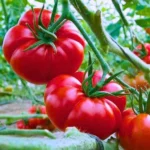 Twins F1 Hybrid Tomato Seeds (129 Pis)