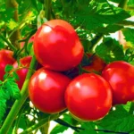 New Queens 909 F1 Hybrid Tomato Organic Vegetable Seeds