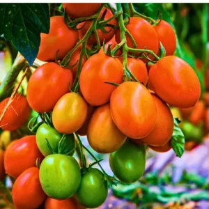 Red Queen 005 F1 Hybrid Tomato Seeds Organic Vegetable Seeds