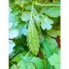 Agroseeds Kalinga F1 Hybrid Bitter Gourd Seeds 29 Pis