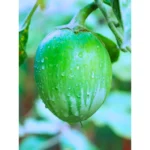 Agroseeds Puja F1 Hybrid Brinjal Seeds 129 Pis