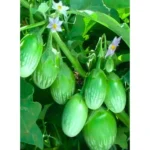 Agroseeds Ritu F1 Hybrid Brinjal Seeds 129 Pis