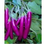 Agroseeds Viraj F1 Hybrid Brinjal Seeds 129 Pis