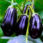 Agroseeds Arpita 08 Viraj F1 Hybrid Brinjal Seeds 129 Pis