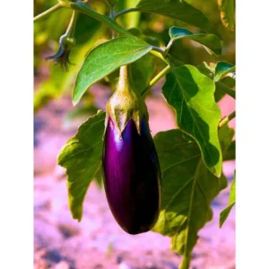 Agroseeds Anu F1 Hybrid Brinjal Seeds 129 Pis