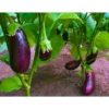 Agroseeds Rekha F1 Hybrid Brinjal Seeds 129 Pis