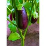 Agroseeds Rupali F1 Hybrid Brinjal Seeds 129 Pis