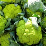 Agroseeds Soni F1 Hybrid Broccoli Seeds 129 Pis