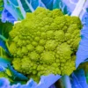 Agroseeds Shruti F1 Hybrid Broccoli Seeds 129 Pis