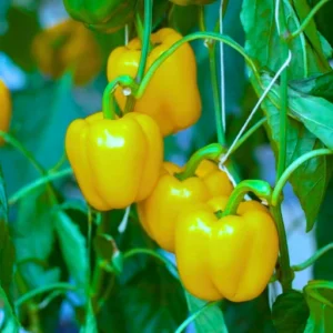 Agroseeds Anu F1 Hybrid Capsicum Seeds 129 Pis