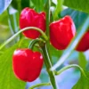 Agroseeds Red Queen F1 Hybrid Capsicum Seeds 129 Pis