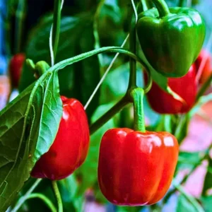 Agroseeds Chintu F1 Hybrid Capsicum Seeds 129 Pis