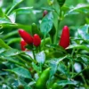 Agroseeds Rina F1 Hybrid Chilli Seeds 129 Pis
