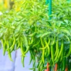 Agroseeds SVD F1 Hybrid Chilli Seeds 129 Pis