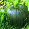 Agroseeds Rekha F1 Hybrid Pumpkin Seeds 129 Pis