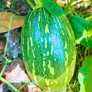 Agroseeds AC80 F1 Hybrid Pumpkin Seeds 39 Pis