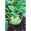Agroseeds Rupa 2530 F1 Hybrid kohlrabi Seeds Organic Vegetable Seeds (129 Pis)