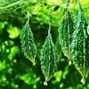 Agroseeds F1 Hybrid Bitter Gourd Organic Vegetable Seeds (29 Pis)
