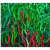 Agroseeds Rani 002 F1 Hybrid Chilli Seeds Organic Vegetable Seeds (129 Pis)