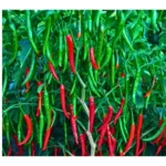 Agroseeds Rani 002 F1 Hybrid Chilli Seeds Organic Vegetable Seeds (129 Pis)