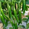Agroseeds Green F1 Hybrid Chilli Seeds Organic Vegetable Seeds (129 Pis)
